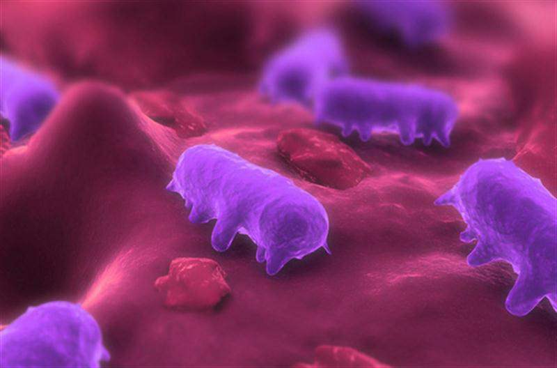 Salmonella Kendinizi Bu Caniye Karşı Koruyun Salmonella Nedir?