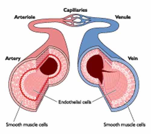 Atrial Çırpınım Hakkında Endişeler
