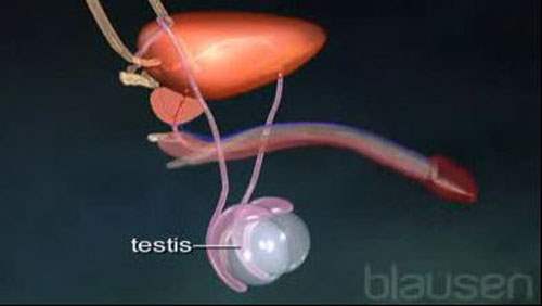 Bilim İnsanları İnsanlarda Testis Kanserinin Kaynağını Araştırmak İçin İlk Modeli Geliştirdi