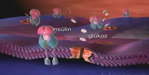 İnsülin Direnci Beslenmesi