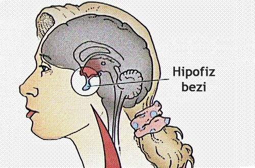 Hipopitüitarizm (Hipofiz Faaliyetinin Azalması)