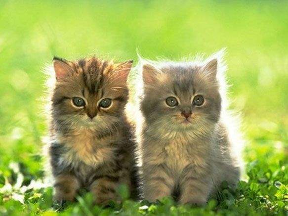 Kedi Alerjisine Yeni Çözüm