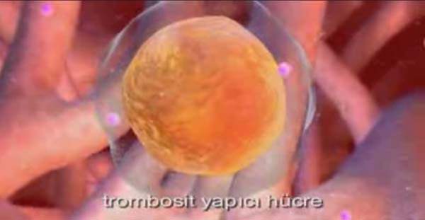 Trombosit Sayısı Azlığı ve Doğal Çareler Hakkındaki Gerçekler