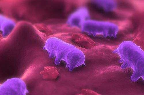 Dirençli Salmonella Araştırmacılara Endişe Veriyor
