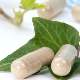 Ginkgo: Unutulmaması Gereken Bir Bitki?