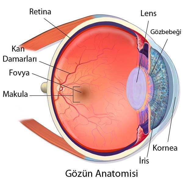 Gözün Yapısı