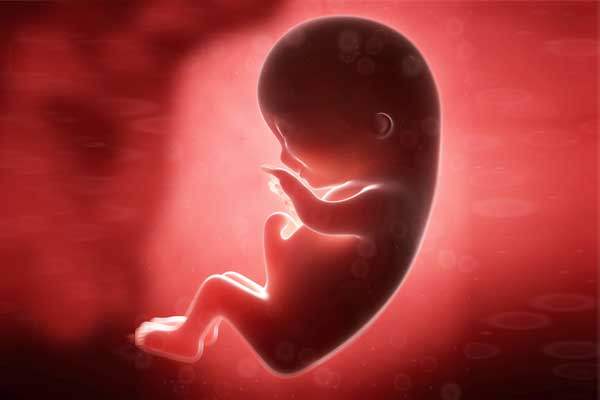 Hamileliğin 7.  haftasında hangi organlar oluşur?
