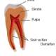 Diş Pulpası Kök Hücreleri