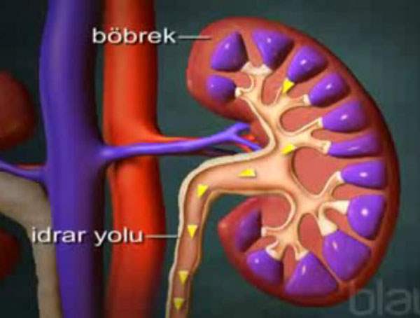 Ağız İçi Dokusundan İdrar Yolu Yapıldı