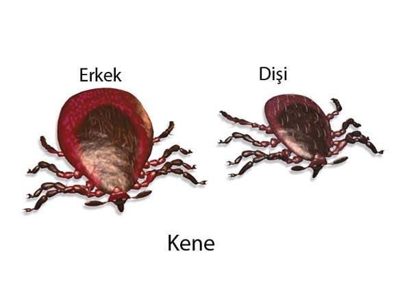 Kene İle Mücadelede Yanlış Uygulamalar