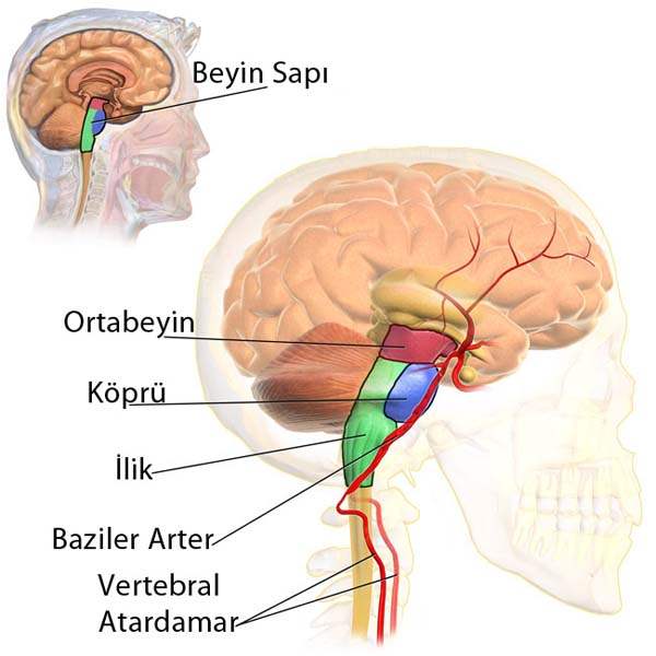 Beyin sapı