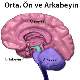 Beyin zarlarının yapısı ve işlevleri