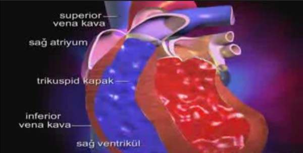 Atriyal Çırpınım Nedir ve Başıma Neler Getirir?