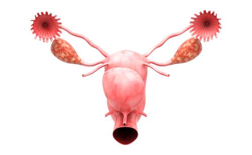 Genital Estetik