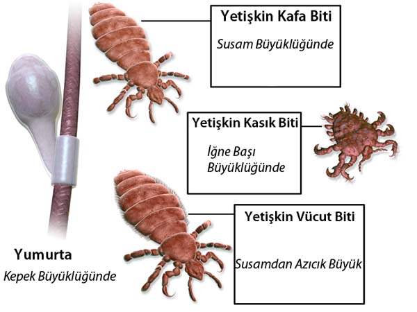 Bit çeşitleri nelerdir?