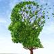 Alzheimer hastalığının ilk evre belirtileri