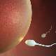 Yağlı Yemek Sperm Kalitesini Azaltıyor