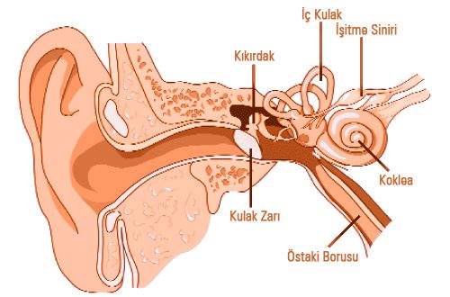 Meniere (Menyer) Hastalığı