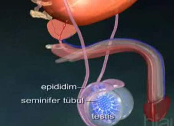 Testosteron Eksikliği (Genel)