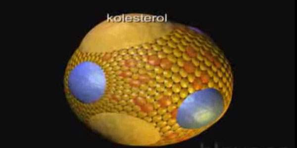 Kolesterol Rakamlarını Anlamak