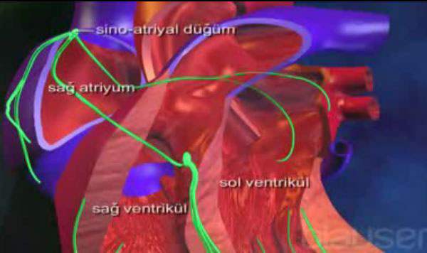 Atrial Çırpınım
