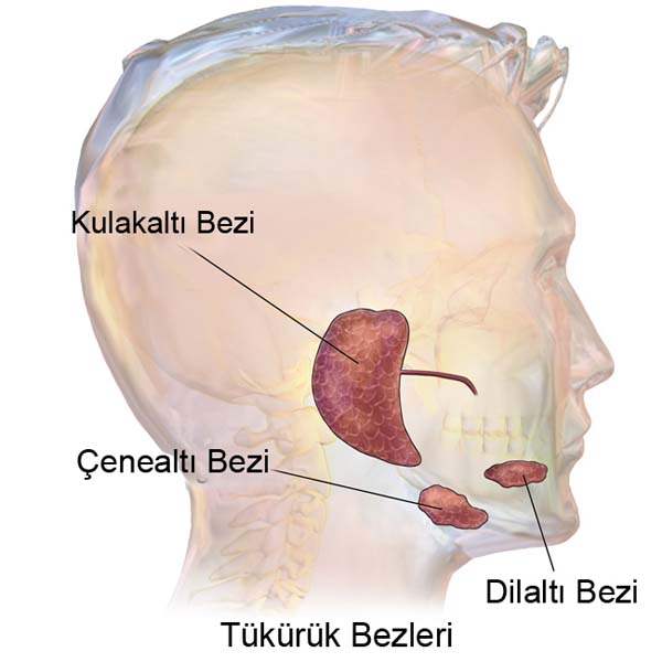 Tükürük Bezi Kanseri