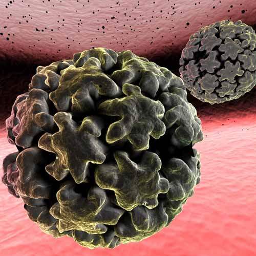 İnsan Papilloma Virüsü (HPV)