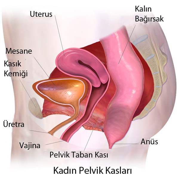 Pelvik Ağrı