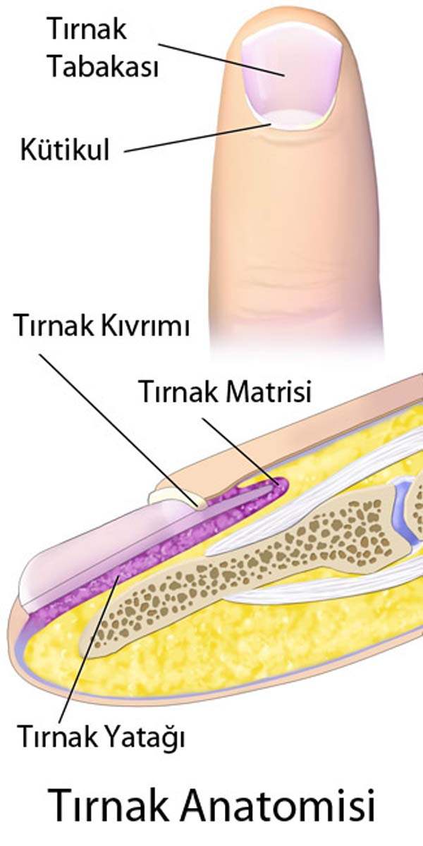 Batık Tırnak Enfeksiyonu