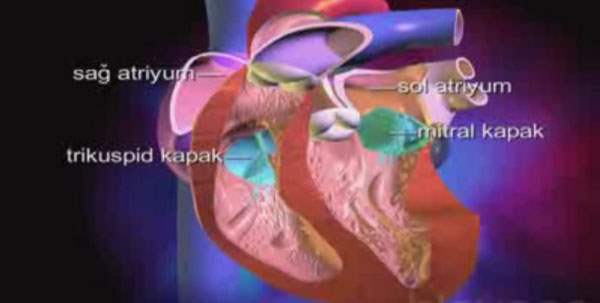 Kalp Kapakçığı Hastalığı