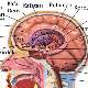 Beyin Anatomisi