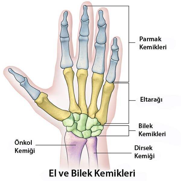 Skafoid Kırıkları