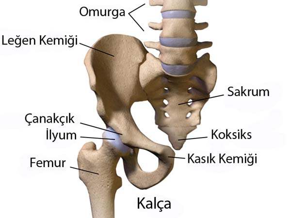 Kalça Sıkışma (İmpingement) Hastalığı