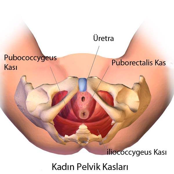 Rahmin Endometriyal Hiperplasizi