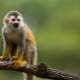 Maymunlardaki HIV Benzeri Virüs Aşıyla Temizlendi