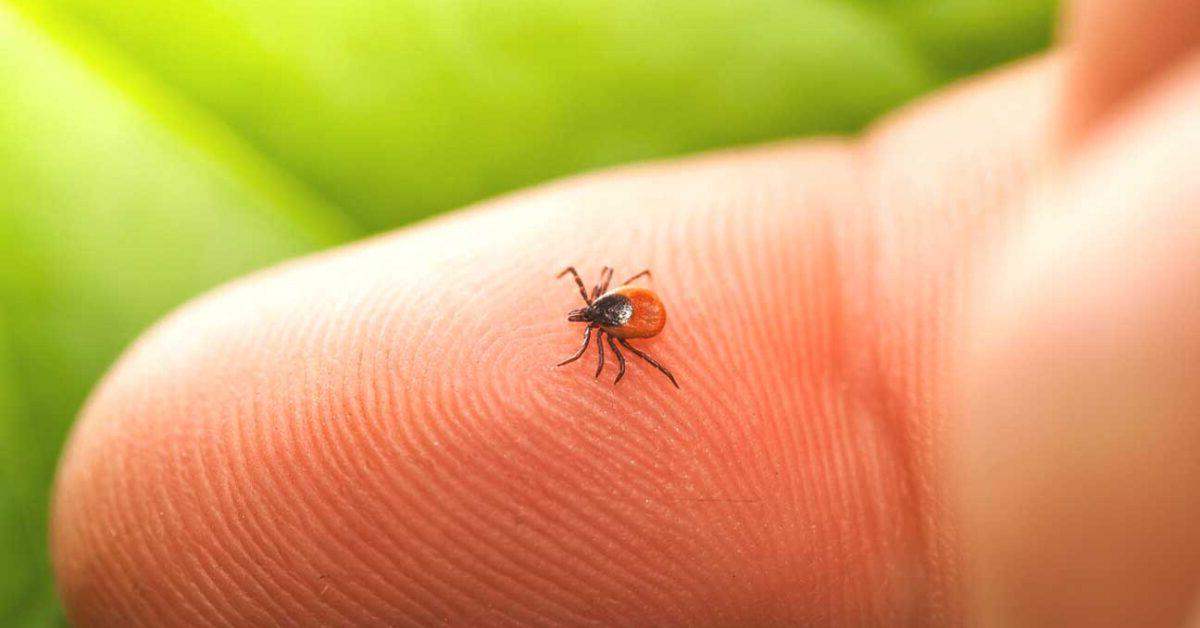 Kronik Lyme Hastalığı Nedir?