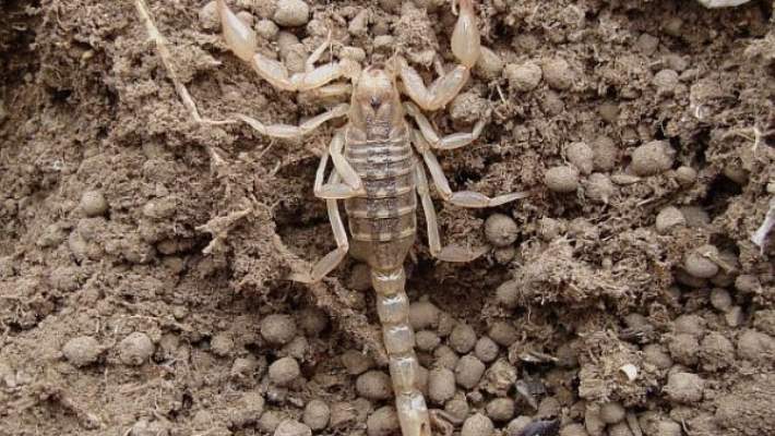 Akrep Sokması Tedavisi