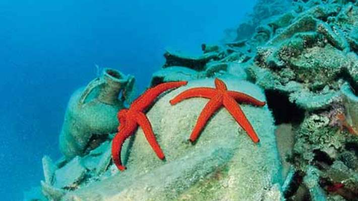 Denizyıldızı Batmasının Tedavisi