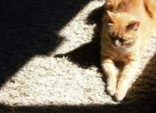 Kedi Tırmığı Hastalığı Kedi Tırmığı Hastalığı