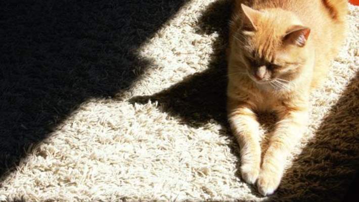 Kedi Tırmığı Hastalığı