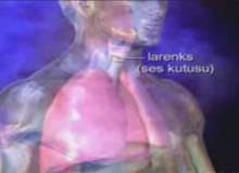 Sesi (Ses Tellerini) Zorlamak Sesi (Ses Tellerini) Zorlamak