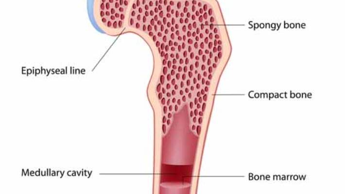 Kemik İliği Nakliyle İlgili Yeni Bilgiler, Lösemi Hastalarına Yardım Edebilir
