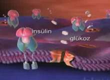 İnsülin Direnci Beslenmesi İnsülin Direnci Beslenmesi