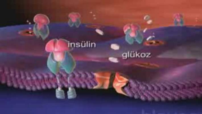 İnsülin Direnci Beslenmesi