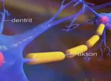 Epilepsi (Karmaşık Kısmi Nöbetler) Epilepsi (Karmaşık Kısmi Nöbetler)