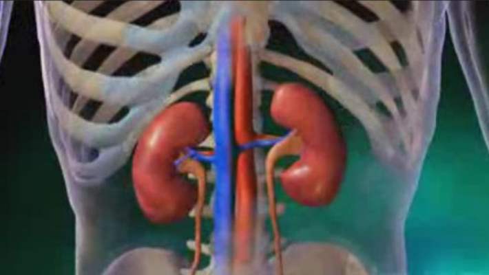 Kalp Hastalığı İle Böbrek Hastalığı Arasındaki İlişki Nedir?