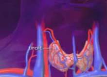 Diyet ve Hipertiroidizm: Neden Önemli Diyet ve Hipertiroidizm: Neden Önemli