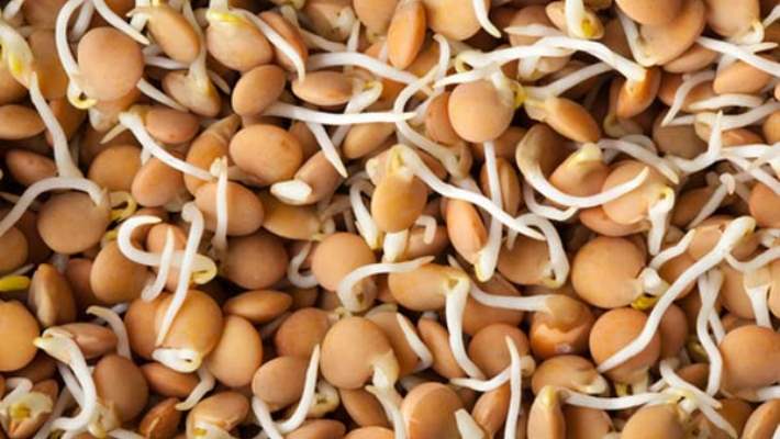 Sadece Soya Değil, Bütün Filizler Tehlikeli!