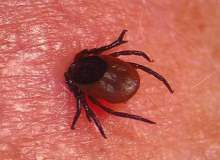 Kene Isırmışsa Antibiyotik Almalı Mıyım? Kene Isırmışsa Antibiyotik Almalı Mıyım?