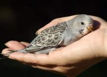 Ev Kuşlarında Kuş Gribi Tehlikesi: Endişe Etmeli misiniz?